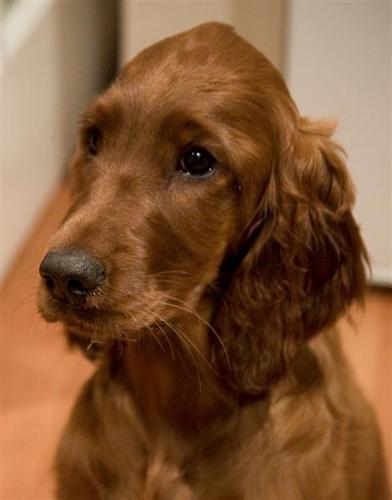 https://images.dog.ceo/breeds/setter-irish/n02100877_3195.jpg