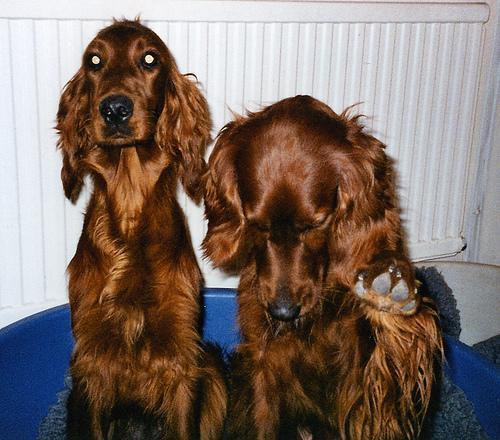 https://images.dog.ceo/breeds/setter-irish/n02100877_3463.jpg