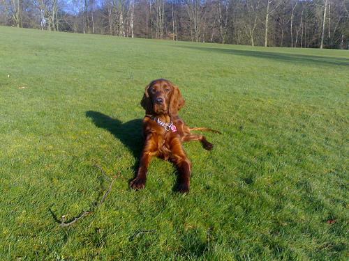 https://images.dog.ceo/breeds/setter-irish/n02100877_3936.jpg