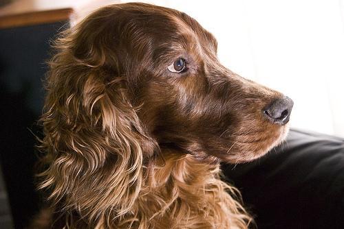 https://images.dog.ceo/breeds/setter-irish/n02100877_407.jpg