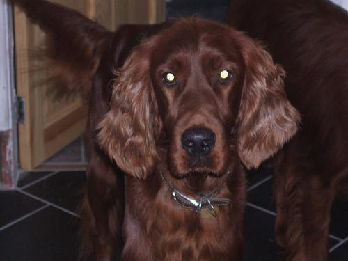 https://images.dog.ceo/breeds/setter-irish/n02100877_4716.jpg