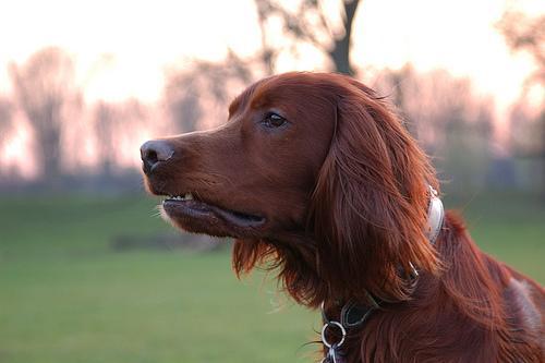 https://images.dog.ceo/breeds/setter-irish/n02100877_4724.jpg