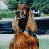 https://images.dog.ceo/breeds/setter-irish/n02100877_4898.jpg