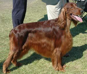 https://images.dog.ceo/breeds/setter-irish/n02100877_511.jpg