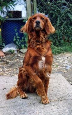 https://images.dog.ceo/breeds/setter-irish/n02100877_5184.jpg