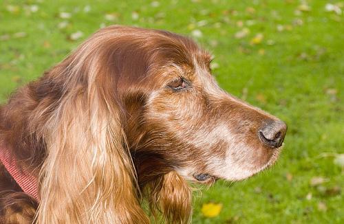 https://images.dog.ceo/breeds/setter-irish/n02100877_5286.jpg