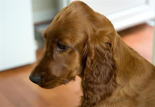 https://images.dog.ceo/breeds/setter-irish/n02100877_5764.jpg