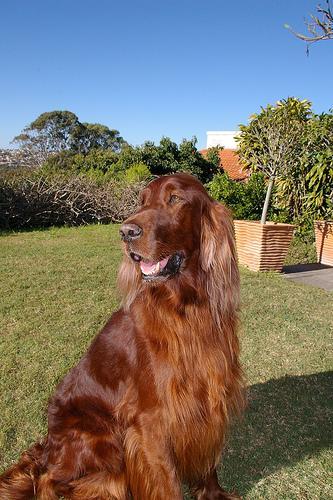 https://images.dog.ceo/breeds/setter-irish/n02100877_5998.jpg