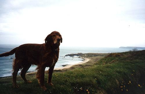 https://images.dog.ceo/breeds/setter-irish/n02100877_602.jpg