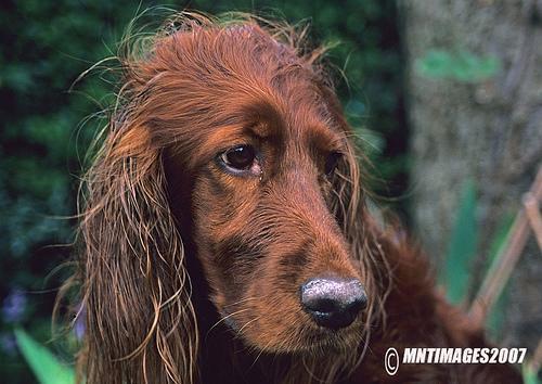 https://images.dog.ceo/breeds/setter-irish/n02100877_6183.jpg