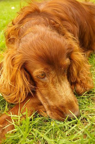 https://images.dog.ceo/breeds/setter-irish/n02100877_6417.jpg