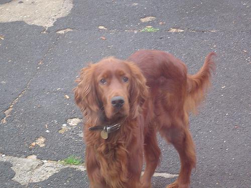 https://images.dog.ceo/breeds/setter-irish/n02100877_6917.jpg