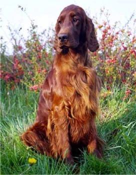 https://images.dog.ceo/breeds/setter-irish/n02100877_7033.jpg