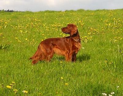 https://images.dog.ceo/breeds/setter-irish/n02100877_738.jpg