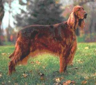 https://images.dog.ceo/breeds/setter-irish/n02100877_7560.jpg