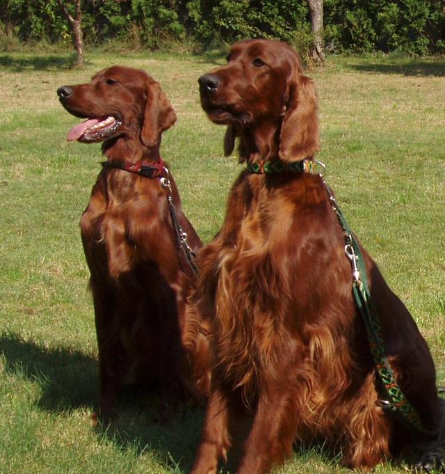 https://images.dog.ceo/breeds/setter-irish/n02100877_8595.jpg