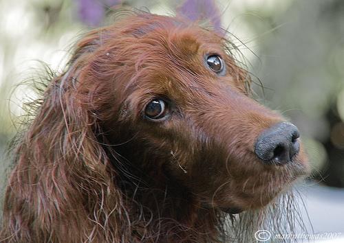 https://images.dog.ceo/breeds/setter-irish/n02100877_985.jpg