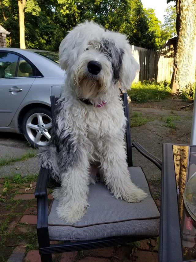 https://images.dog.ceo/breeds/sheepdog-english/Finnigan_Chair_sml.jpg