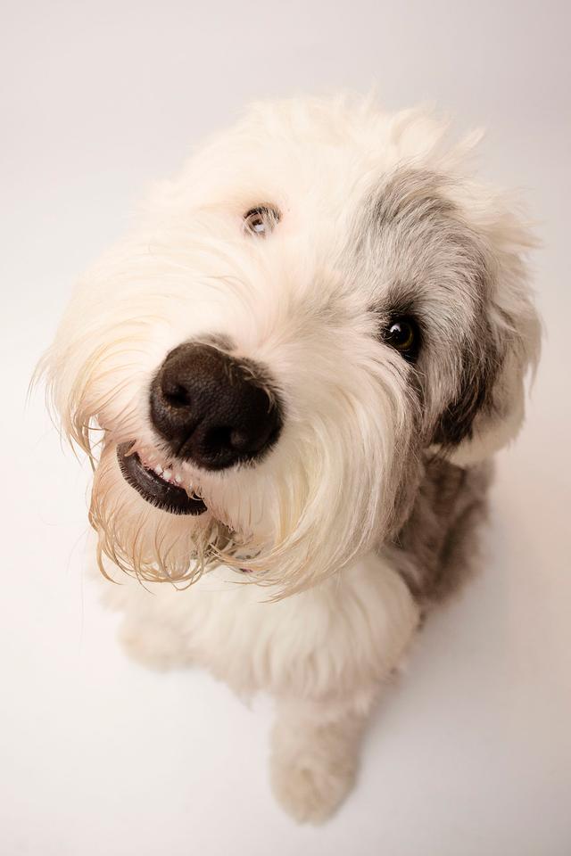 https://images.dog.ceo/breeds/sheepdog-english/Finnigan_Old_English_Sheepdog_sml.jpg