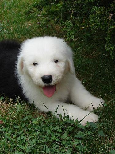 https://images.dog.ceo/breeds/sheepdog-english/n02105641_10188.jpg