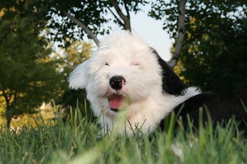 https://images.dog.ceo/breeds/sheepdog-english/n02105641_10280.jpg