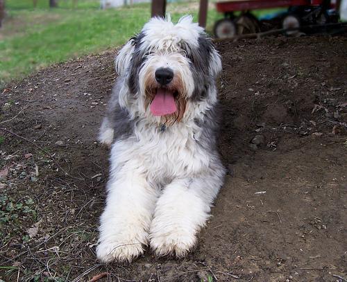 https://images.dog.ceo/breeds/sheepdog-english/n02105641_1109.jpg