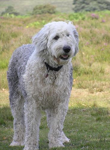 https://images.dog.ceo/breeds/sheepdog-english/n02105641_11253.jpg