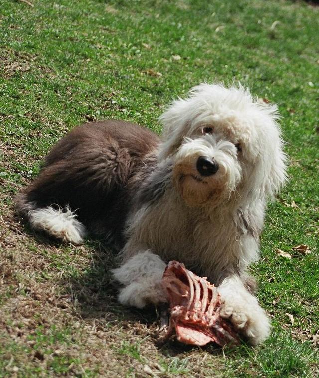 https://images.dog.ceo/breeds/sheepdog-english/n02105641_11313.jpg