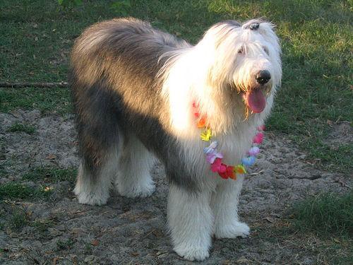 https://images.dog.ceo/breeds/sheepdog-english/n02105641_11387.jpg