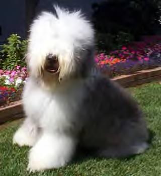 https://images.dog.ceo/breeds/sheepdog-english/n02105641_11694.jpg