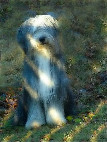 https://images.dog.ceo/breeds/sheepdog-english/n02105641_11847.jpg