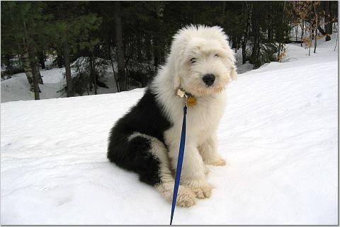 https://images.dog.ceo/breeds/sheepdog-english/n02105641_1212.jpg