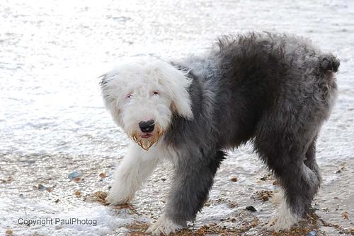 https://images.dog.ceo/breeds/sheepdog-english/n02105641_12297.jpg