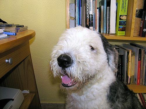 https://images.dog.ceo/breeds/sheepdog-english/n02105641_126.jpg