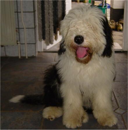 https://images.dog.ceo/breeds/sheepdog-english/n02105641_12889.jpg