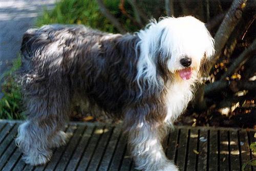 https://images.dog.ceo/breeds/sheepdog-english/n02105641_13779.jpg