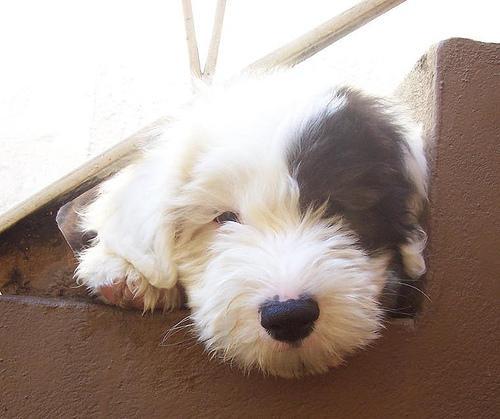 https://images.dog.ceo/breeds/sheepdog-english/n02105641_13807.jpg