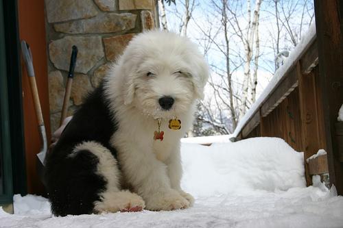 https://images.dog.ceo/breeds/sheepdog-english/n02105641_13952.jpg