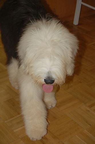 https://images.dog.ceo/breeds/sheepdog-english/n02105641_1411.jpg