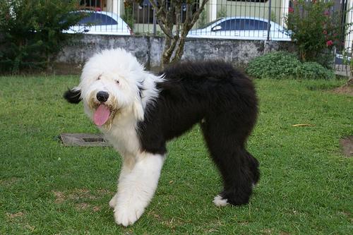 https://images.dog.ceo/breeds/sheepdog-english/n02105641_1500.jpg