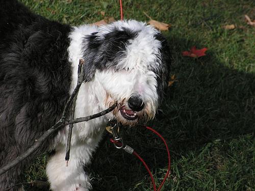 https://images.dog.ceo/breeds/sheepdog-english/n02105641_1740.jpg