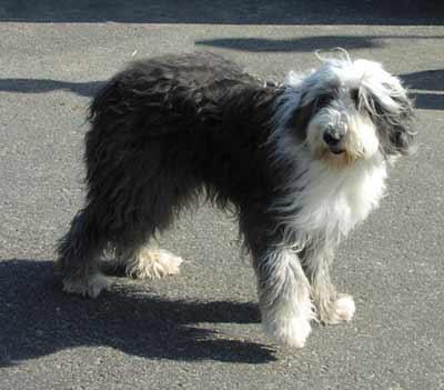 https://images.dog.ceo/breeds/sheepdog-english/n02105641_1763.jpg