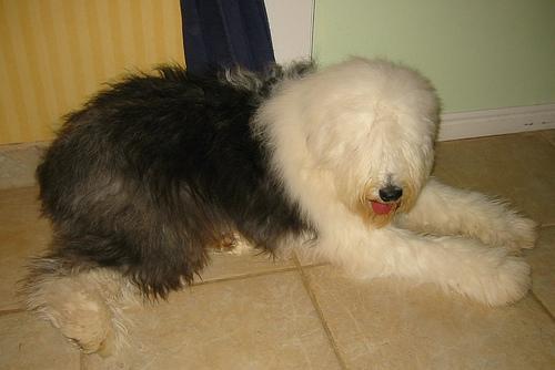 https://images.dog.ceo/breeds/sheepdog-english/n02105641_1815.jpg