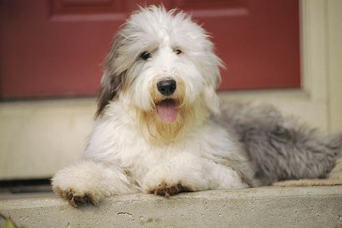 https://images.dog.ceo/breeds/sheepdog-english/n02105641_1845.jpg