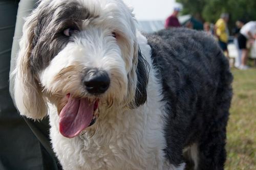 https://images.dog.ceo/breeds/sheepdog-english/n02105641_1881.jpg