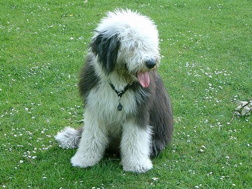 https://images.dog.ceo/breeds/sheepdog-english/n02105641_1921.jpg