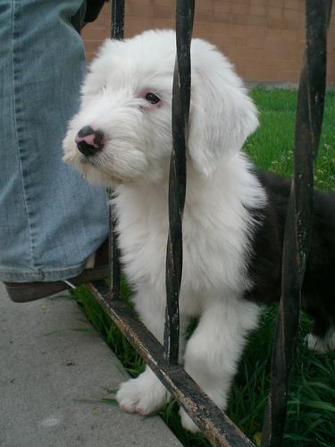 https://images.dog.ceo/breeds/sheepdog-english/n02105641_2586.jpg