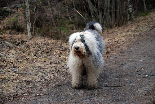 https://images.dog.ceo/breeds/sheepdog-english/n02105641_2607.jpg