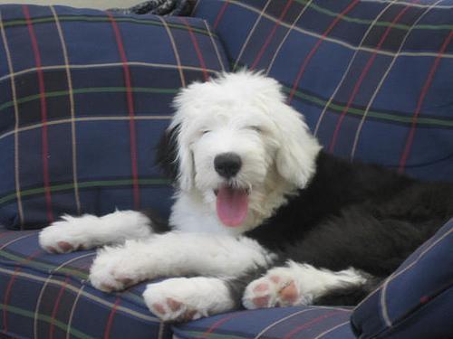 https://images.dog.ceo/breeds/sheepdog-english/n02105641_2822.jpg