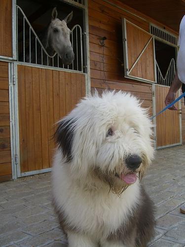 https://images.dog.ceo/breeds/sheepdog-english/n02105641_285.jpg